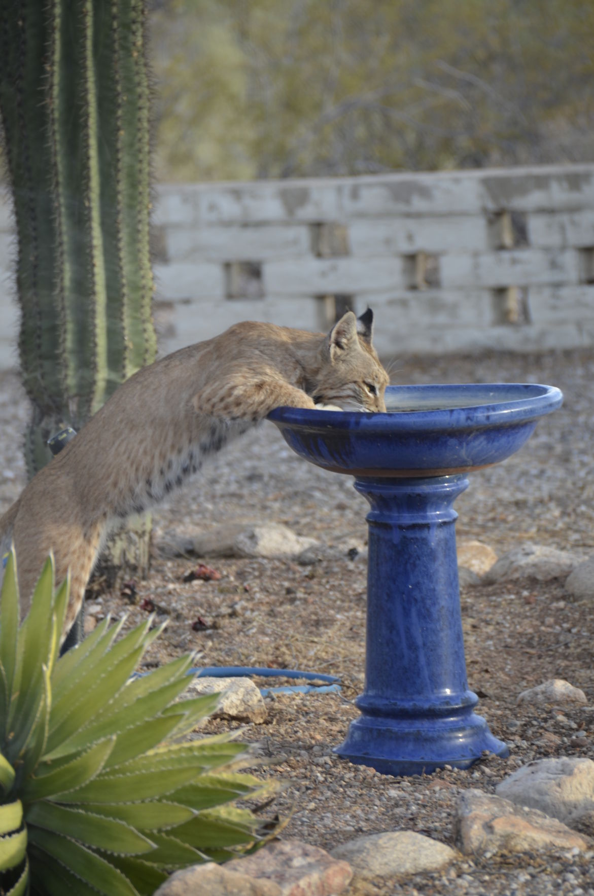 Backyard bobcats